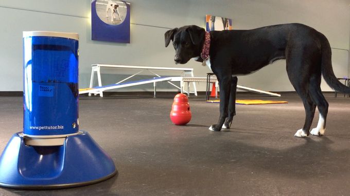 Second current competitor remote reward device